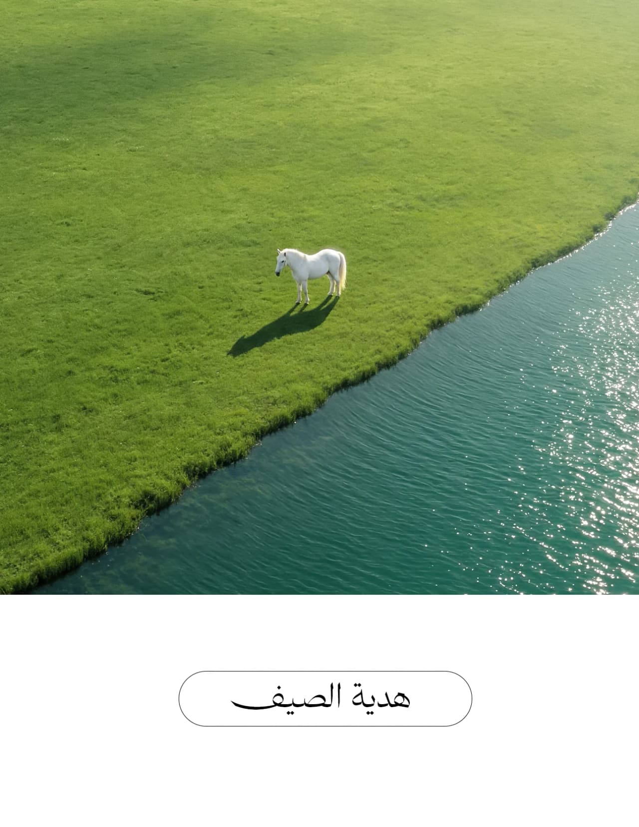 عساف مجموعة فرانكل 300 مل